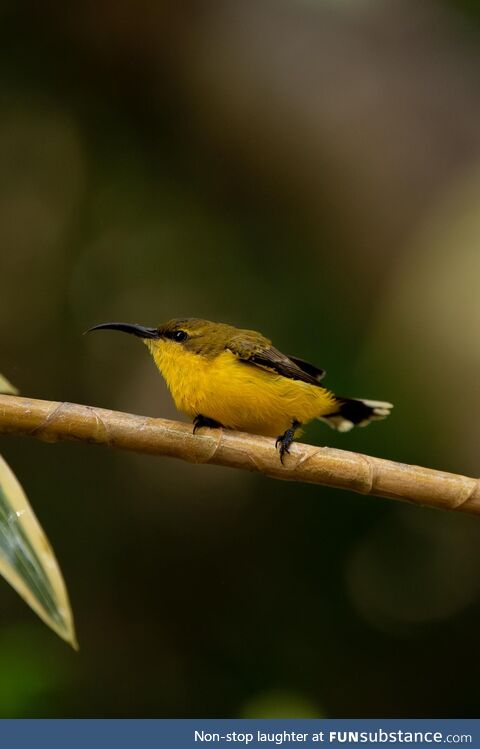 Female Olive-backed Sunbird