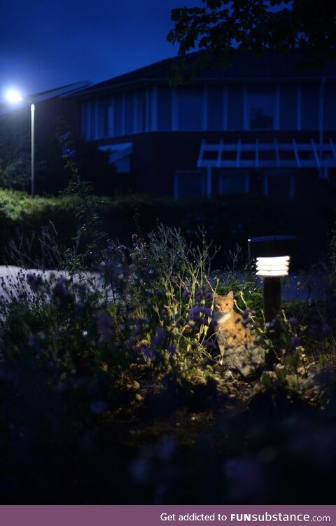 [OC] Wherever you go, somewhere there is a cat watching you