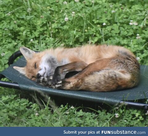 Fox Smiling in Repose