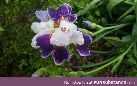 This john oliver nonsense has to stop. Have a pretty flower