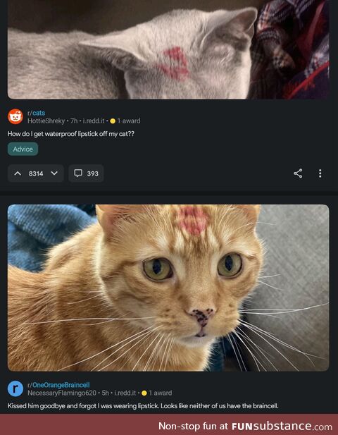 Why thy f*ck are you kissing your cats with lipstick on?