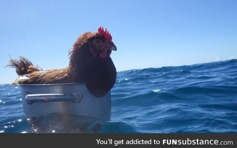 Floating chicken