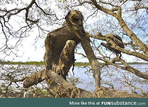 Trees that look like people