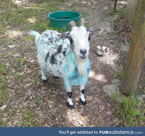 The can didn't say anything about blue?