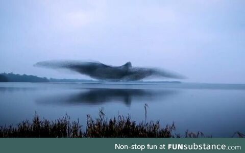 Flock of starlings forms into the shape of a massive bird
