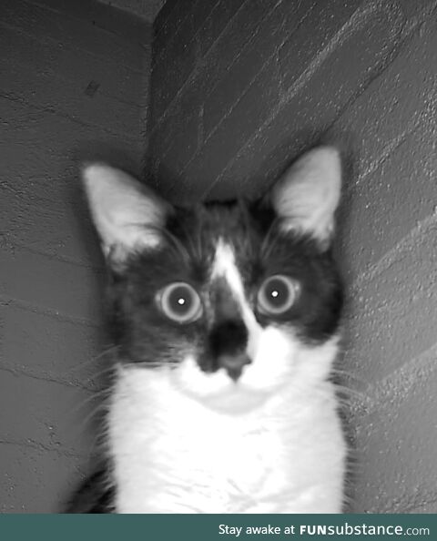 Cat via security camera