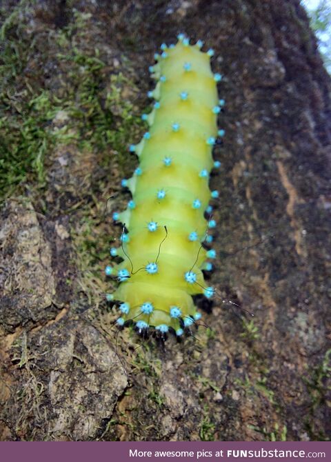 A caterpillar I came across