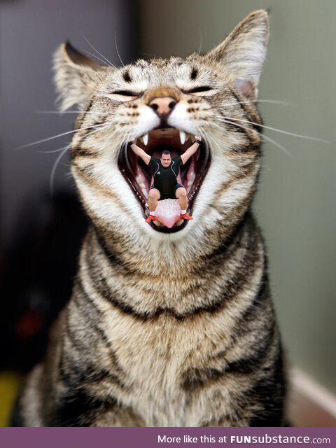 Deranged cat unable to eat heavyweight champion