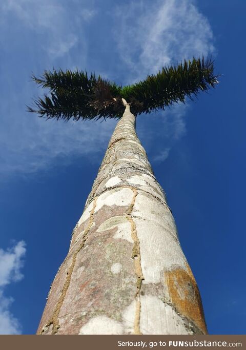 My father wanted to show me this photo he took of a tree that only grows branches from
