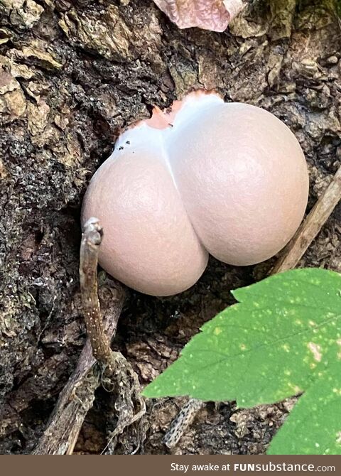 A juicy mushroom