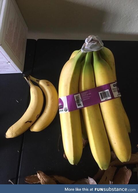 Look atthe size of this banana (banana for scale)