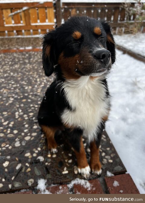 Just an adorable pic of my pup enjoying the snow
