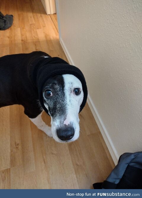I got my dog a happy hoodie. He is very concerned about it