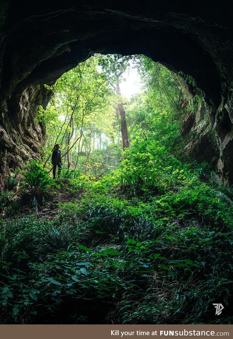 Nature is amazing, taking over a hole due to bombing during WW2