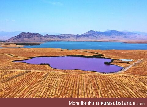 Purple lake in Sulaimaniyah, Iraq