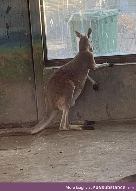 This Kangaroo at the zoo yearning for better days