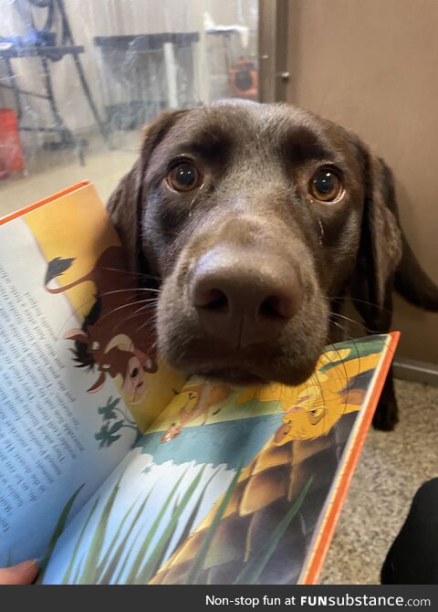 My dog’s daycare couldn’t take dogs out during the eclipse so they read them a