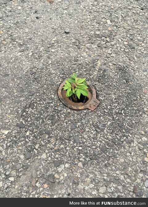 Life..Uhh..Huu…finds a way