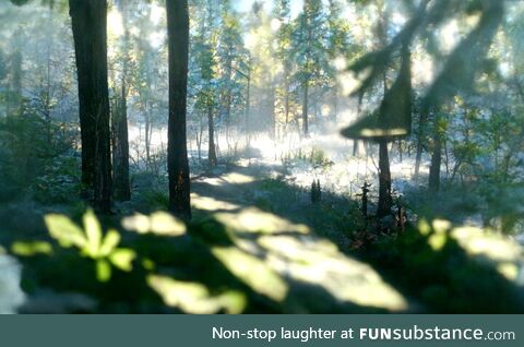 [OC] Morning in the forest - an art created by AI