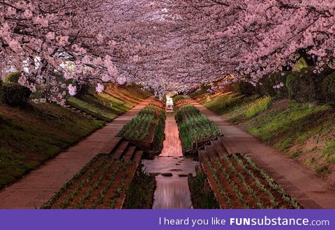 Yokohama cherry blossoms in bloom