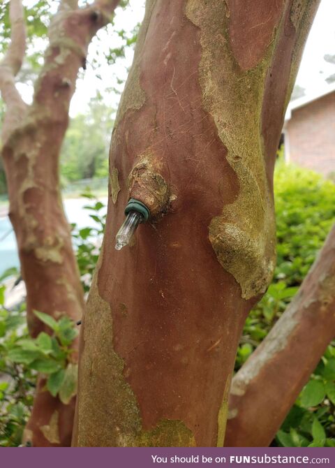 Christmas Lights Growing Out of a Tree in My Yard