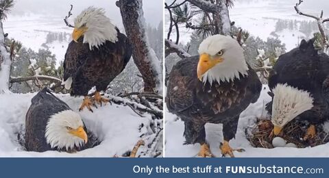 Hidden camera catches doting eagle doing everything he can to please his wife
