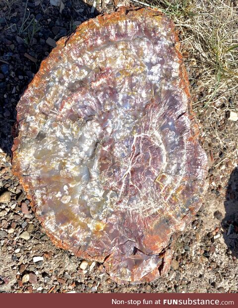 200+ million year old petrified log cross section