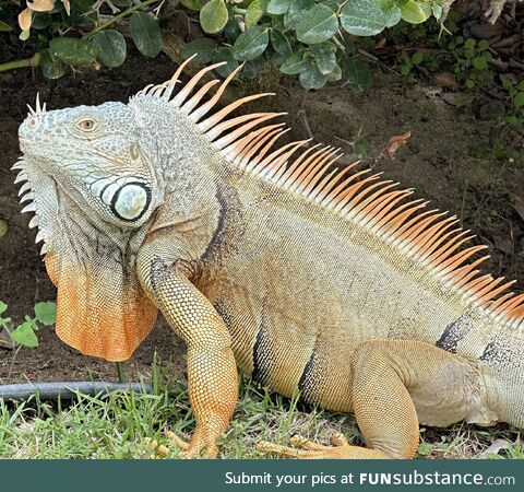 A big iguana