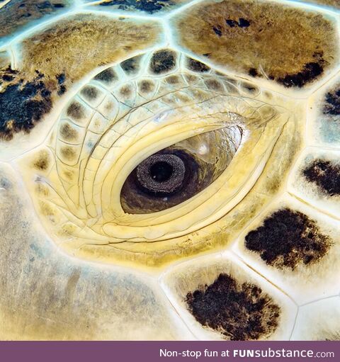 Close up of a Caribbean Green Sea Turtle in Cozumel, Mexico