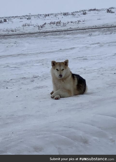 Found a dog sitting like the iconic doge