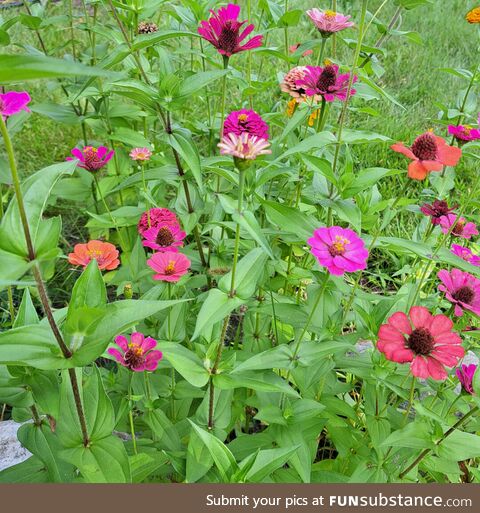 Zinnias make me happy