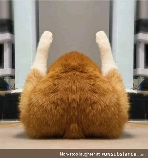 Literally thought this was a rotisserie chicken plush