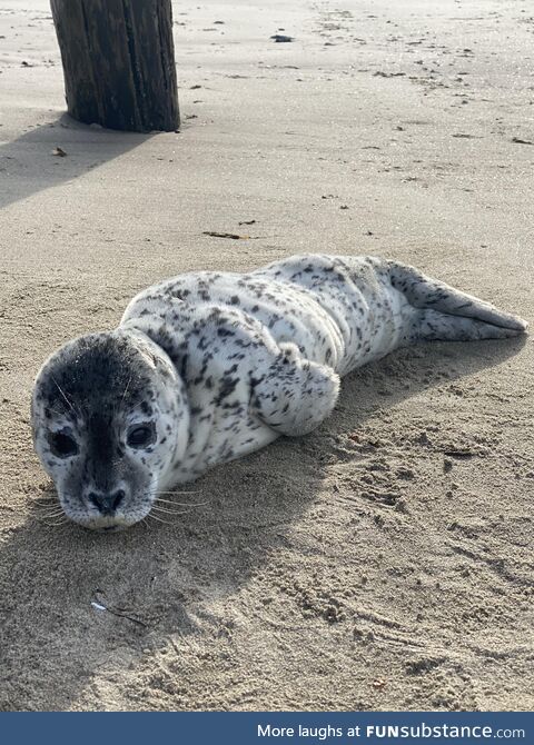 Seal Pup on Oregon coast [OC]