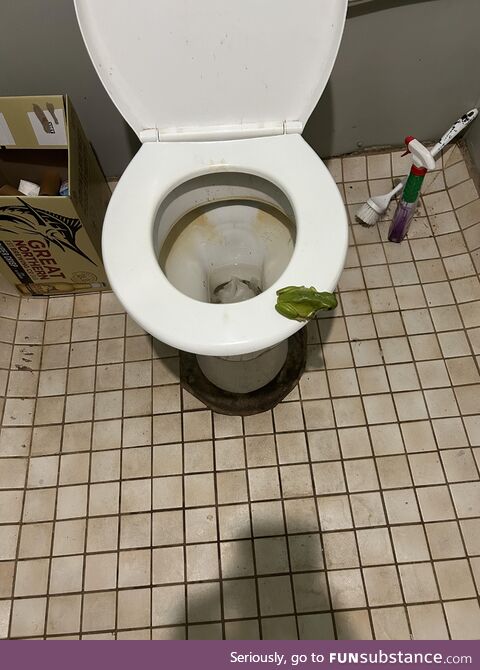 Love a good toilet frog