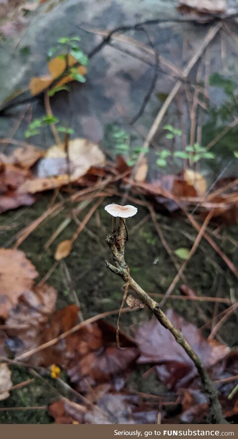 Tiny mushroom on a twig