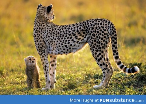 Baby cheetah with his mom