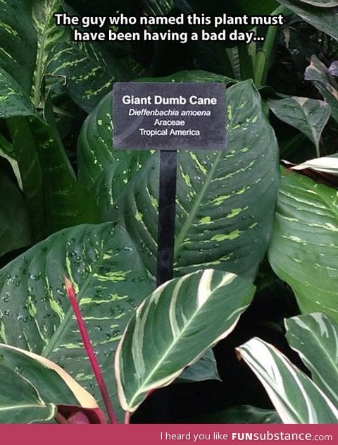 Dumb cane