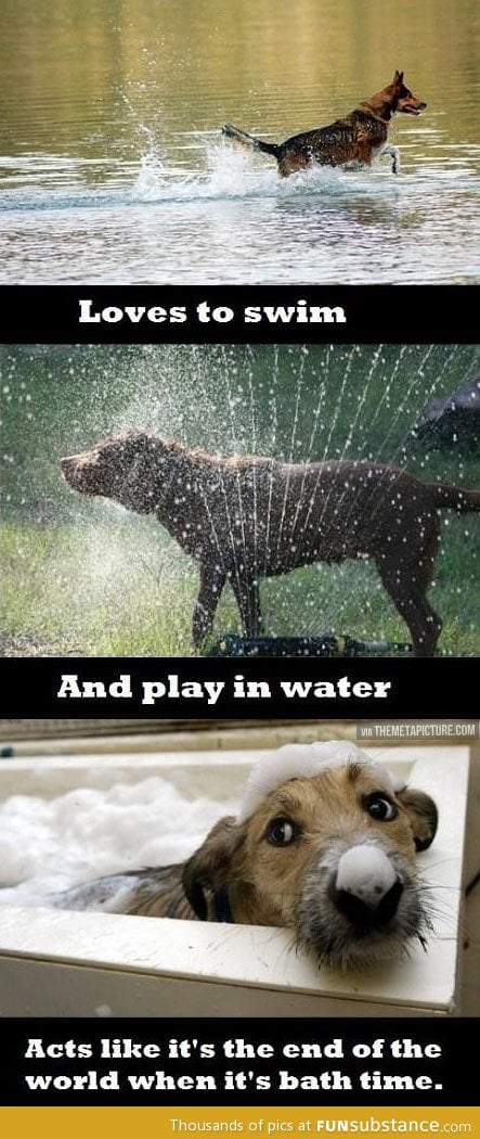 Dog water logic