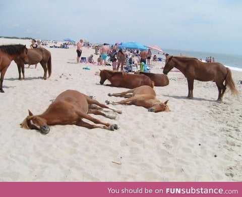 Wild horses sharing the beach