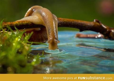 The beauty of a snail drinking water.