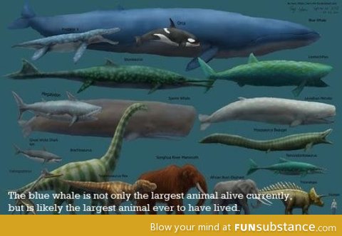 Blue whale