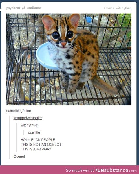 Ocelot