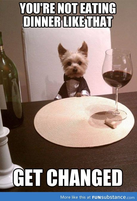 Classy puppy