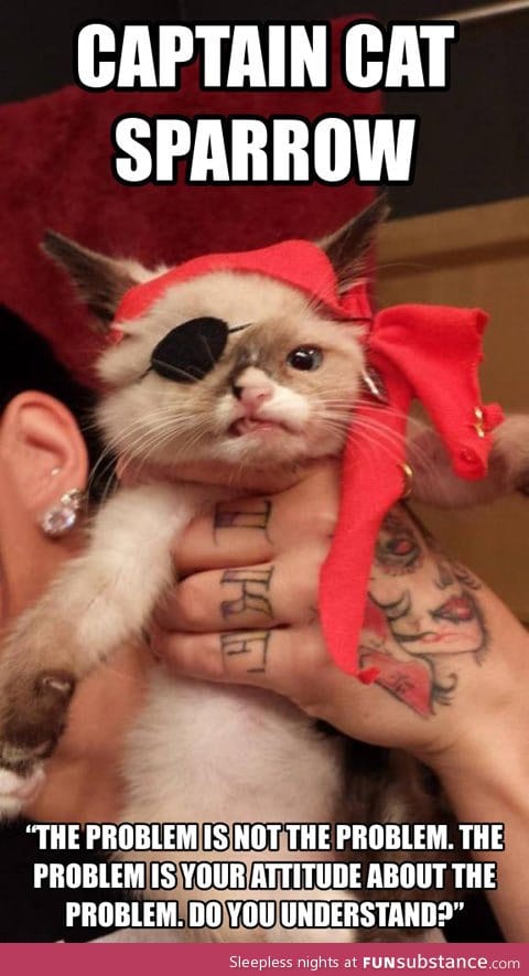 Captain cat sparrow