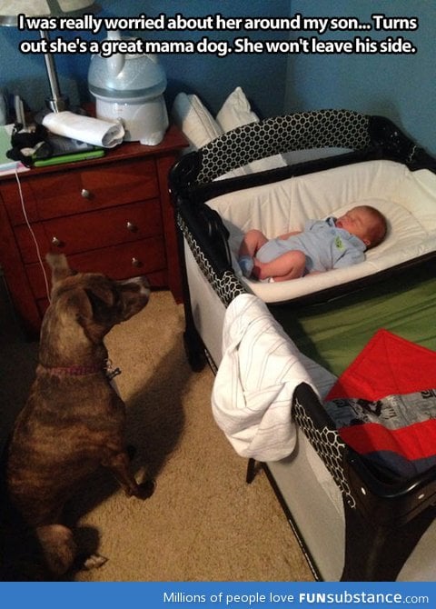 Dog is the baby's protector