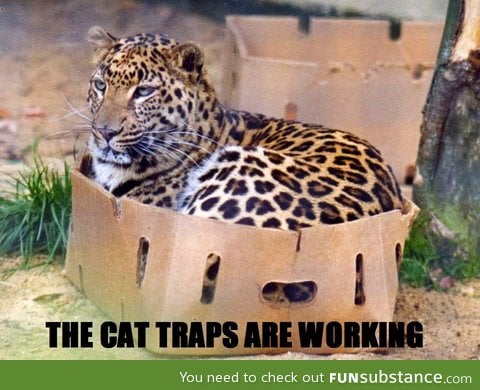 Good cat trap