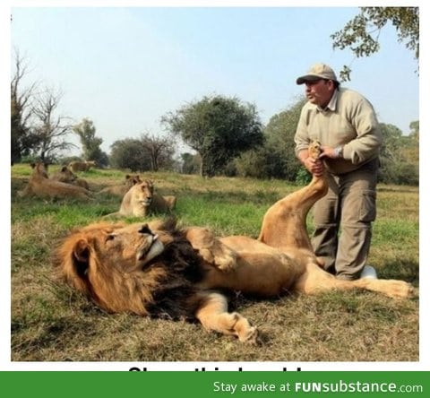 Casually giving a lion a foot massage..