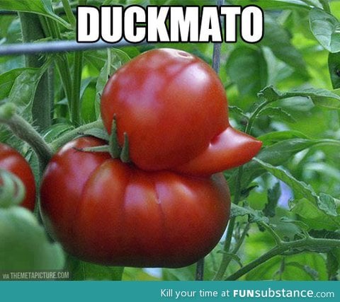 Duckmato