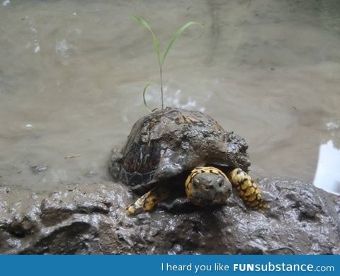 Weed growing from turtle's shell