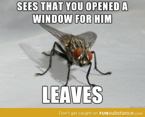 Good guy fly